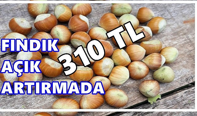 Ordu’da Fındıkta İkinci Açık Artırma:Kilosu 310 TL&#039;den Satışa Çıktı