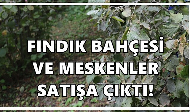 Ordu Gölköy&#039;de Fındık Bahçeleri ve Meskenler İcra Yoluyla Satışta