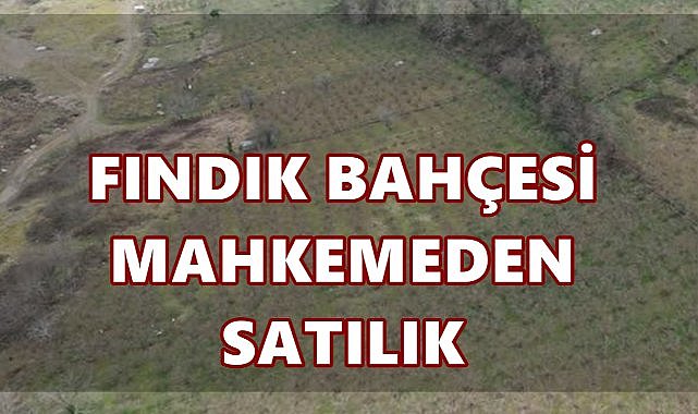 Ordu Perşembe’de 2.986 m² Fındık Bahçesi İcradan Satışa Çıkıyor