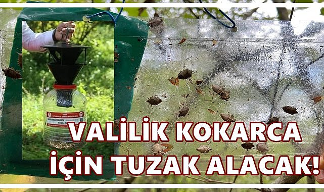 Ordu Valiliği Duyurdu; Kokarca İçin 30 Bin Adet Tuzak Alınacak!