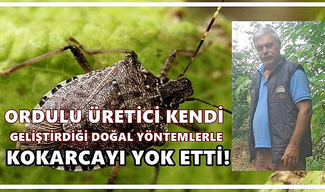 Ordulu Üretici Kokarcaya Karşı Doğal Çözüm Buldu; İşte O Formül