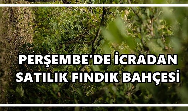 Perşembe’de 3.238 m² fındık bahçesi icradan satılacak