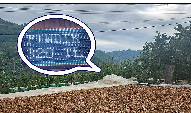 Perşembe’de Fındık 320 TL’ye Yükseldi