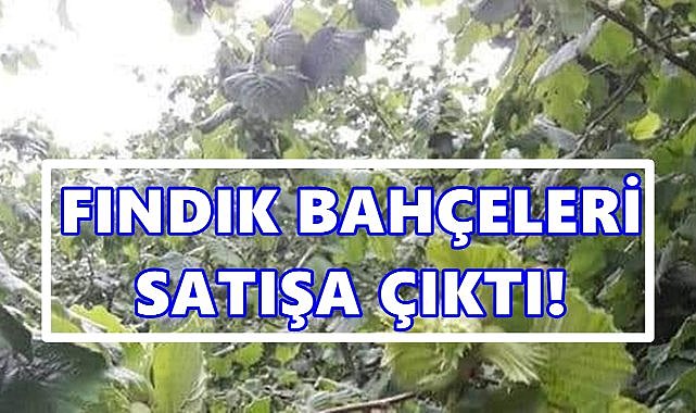 Perşembe’de Fındık Bahçeleri Satışa Çıkıyor