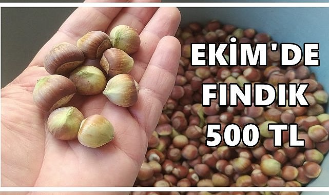 Piyasa Bu Haberi Konuşuyor: Ekim&#039;de Fındık 500 TL