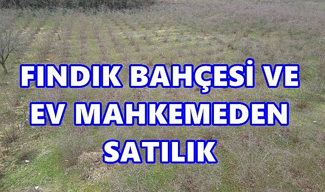 Samsun Salıpazarı’nda 36 Dönümlük Fındık Bahçesi ve Ahşap Ev Satışa Çıkıyor