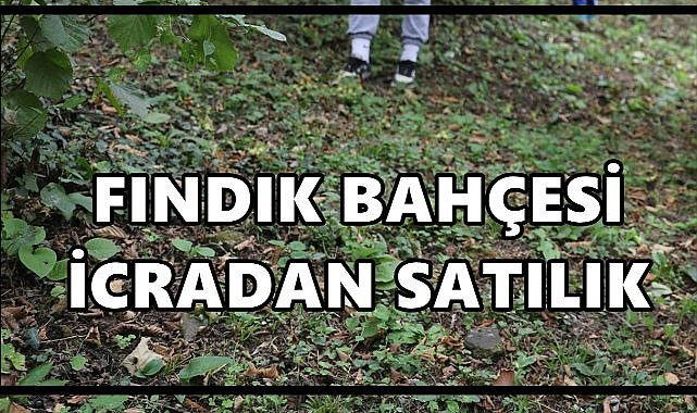 Samsun Salıpazarı’nda fındık bahçesi icradan satışa çıkıyor