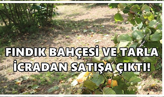 Tirebolu’da Fındık Bahçesi ve Tarla İcradan Satışa Çıkıyor