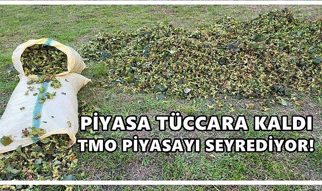 TMO Fındıkta Seyirci Kaldı Üretici 400 TL Beklerken TMO 200’de Takıldı