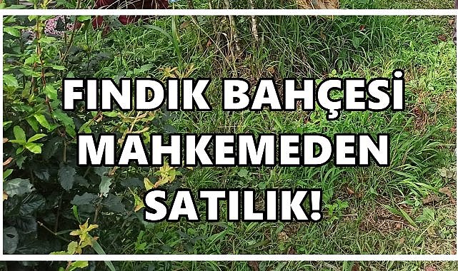Ulubey’de 3.400 m² fındık bahçesi icradan satışa çıkıyor