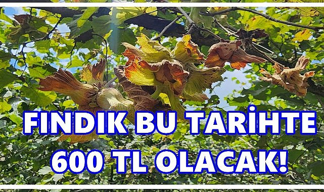 Ziraat Odası Başkanı Fındığın 600 TL Olacağı Tarihi Açıkladı