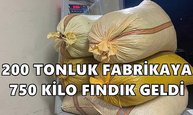200 Tonluk Fabrikaya Sadece 750 Kilo Fındık Geldi