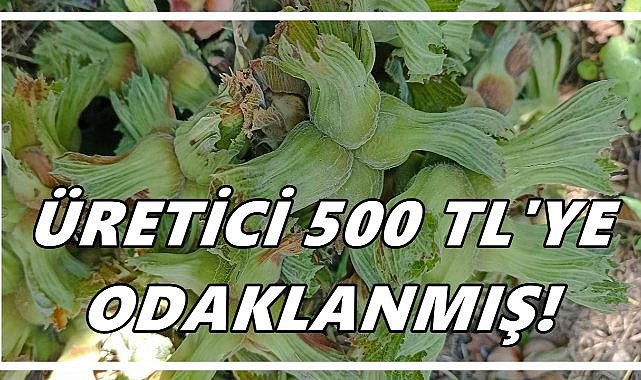 Borsa Başkanı:Üretici Fındık İçin 500 TL’ye Odaklanmış