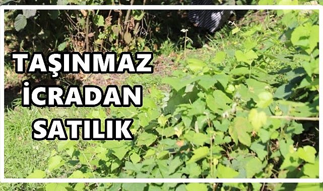 Çarşamba’da 4 Bin m² Taşınmaz İcradan Satışa Çıkıyor