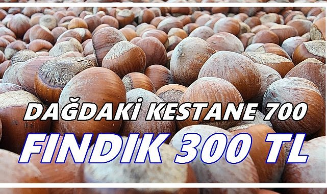 “Dağdaki Kestane 700, Fındık 300: Üretici 500 TL’ye Odaklandı”