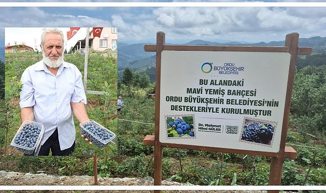 Fındığın Yerini Mavi Yemiş Alıyor! Kilosu 500 TL’ye Ulaştı