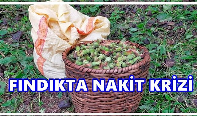 Fındık Alımında Nakit Sıkıntısı Derinleşiyor