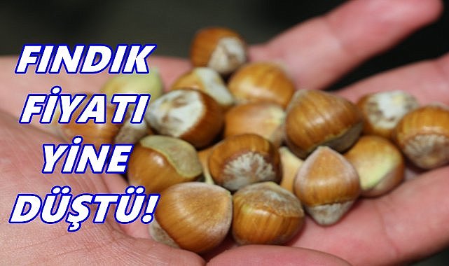 Fındık Fiyatı 10 TL Birden Düştü!