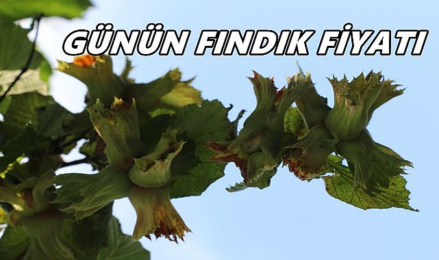 Fındık Fiyatı 13 Ekim 2025 Pazartesi