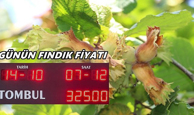 Fındık Fiyatı 14 Ekim 2025 Salı