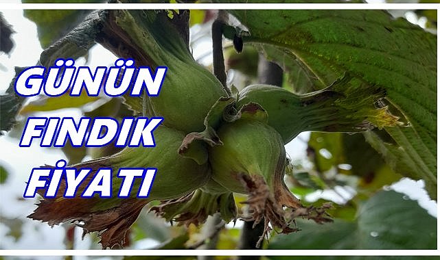 Fındık Fiyatı 18 Ekim 2025 Cumartesi
