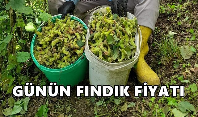 Fındık Fiyatı 7 Ekim 2025 Salı