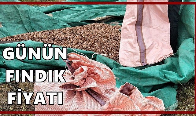 Fındık Fiyatı 8 Ekim 2025 Çarşamba