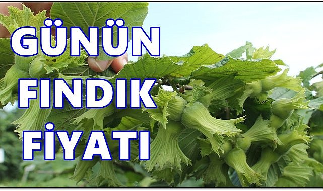 Fındık Fiyatı 9 Ekim 2025 Perşembe