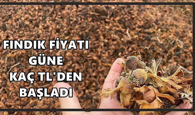 Fındık Fiyatı Güne Kaç TL&#039;den Başladı? Ordu&#039;da Fındık Fiyatı