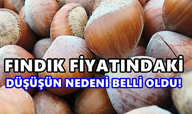 Fındık Fiyatlarındaki Düşüşün Sebebi Belli Oldu!