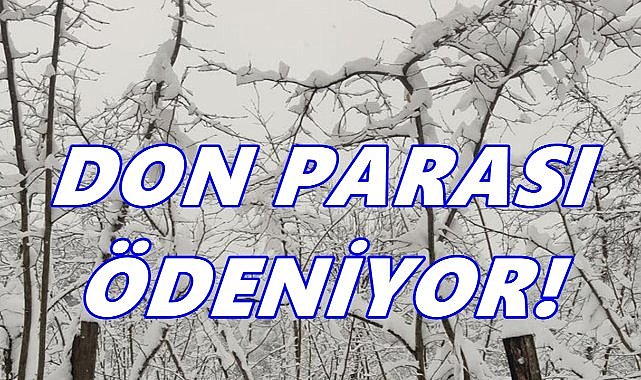 Fındık Üreticisine İyi Haber; Zirai Don Desteği Ödemeleri Başladı