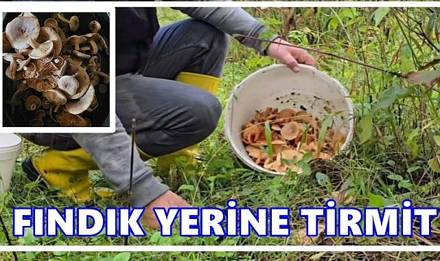 Fındık Yerine Tirmit Topluyorlar: Kilosu 600 TL’den 250 TL’ye Düştü
