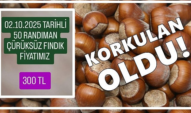 Fındıkta Beklenen Değil, Korkulan Oldu: Fiyatlar 3 Günde 30 TL Düştü