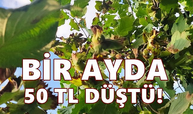 Fındıkta Büyük Dalgalanma: Fiyatlar Bir Ayda 50 TL Düştü
