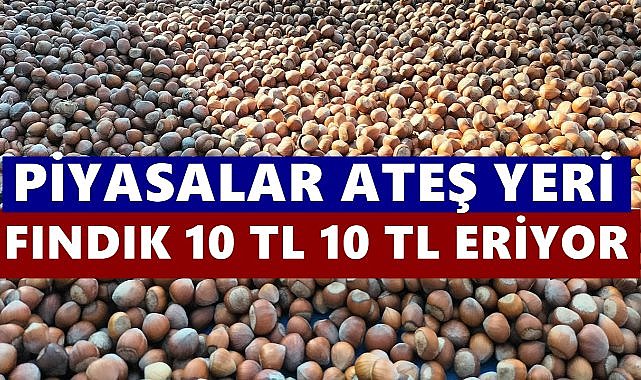 Fındıkta Büyük Eriyiş: Fiyatlar 10 TL 10 TL Düşüyor