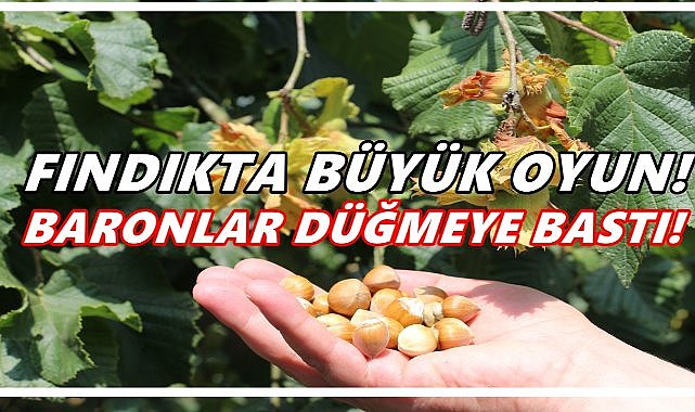 “Fındıkta Büyük Oyun: Baronlar Düğmeye Bastı!”