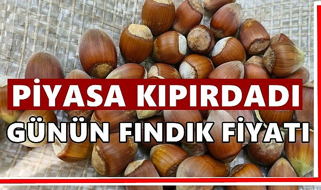 Fındıkta Düşüş Durdu, Fiyatlar Yeniden Yükselişe Geçti