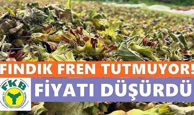 Fındıkta Düşüş Fren Tutmuyor; Fiskobirlik de Fiyat Düşürdü!
