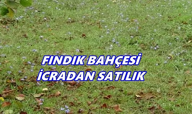 Giresun Gedikli Köyü’nde  5.2 Dönümlük Fındık Bahçesi Satışa Çıktı