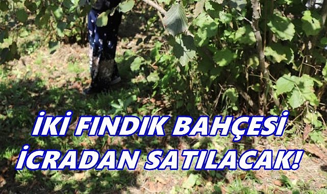 Güce’de iki fındık bahçesi icradan satışa çıkarıldı