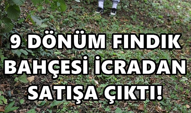 İkizce’de 9 dönümlük fındık bahçesi icradan satılık