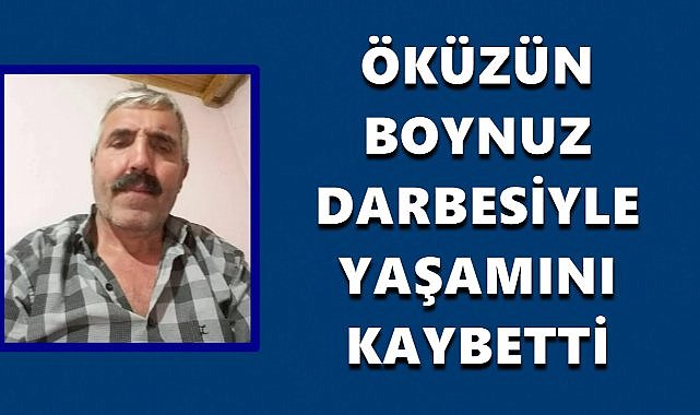 Kumru’da Öküzün Boynuz Darbesi Can Aldı