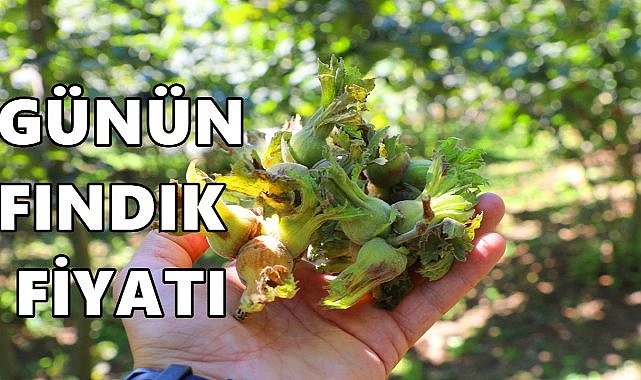 Fındık Fiyatı 10 Ekim 2025 Cuma