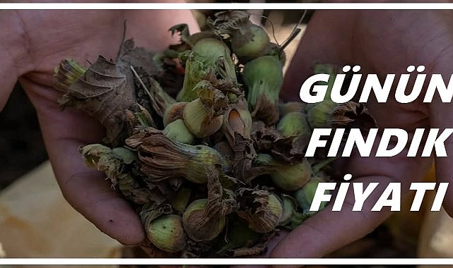 Ordu&#039;da Fındık Kaç TL? 19 Ekim 2025 Pazar