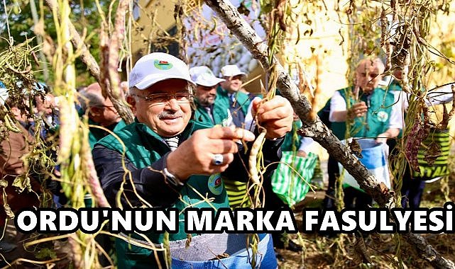 Ordu’da Marka Fasulye:Akkuş’ta Şeker Fasulyesi Hasadı Başladı