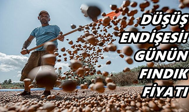 Ordu&#039;da Tüccar Fındık Fiyatını Açıkladı; 21 Ekim 2025