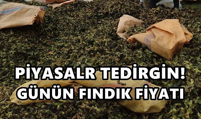 Ordu&#039;da Tüccar Günün Fındık Fiyatını Belirledi