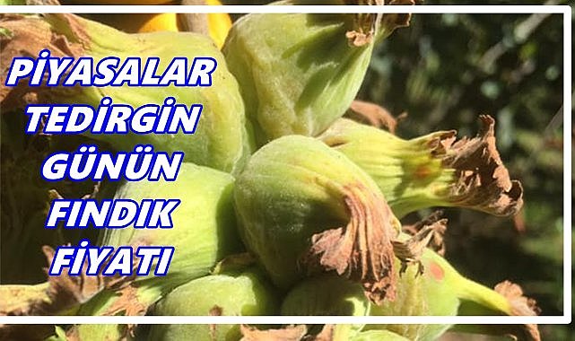 Ordu&#039;da Tüccarda Fındık Fiyatı; 20 Ekim 2025