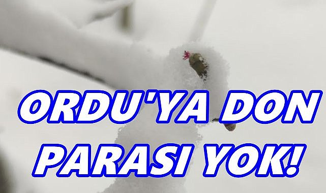 Ordu zirai don desteği dışında kaldı: Torun’dan sert tepki