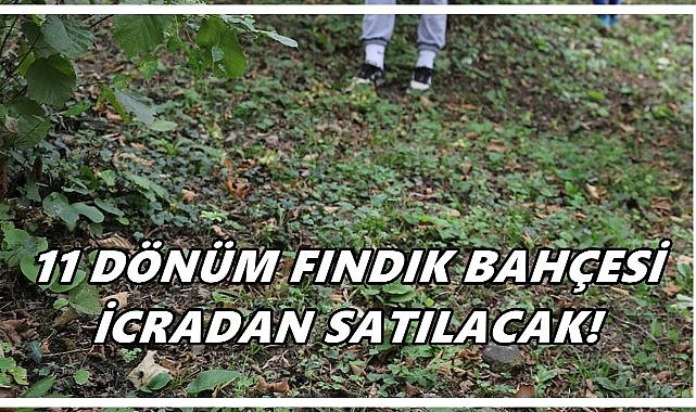 Perşembe’de 11 Bin m² Fındık Bahçesi İcra Yoluyla Satışta